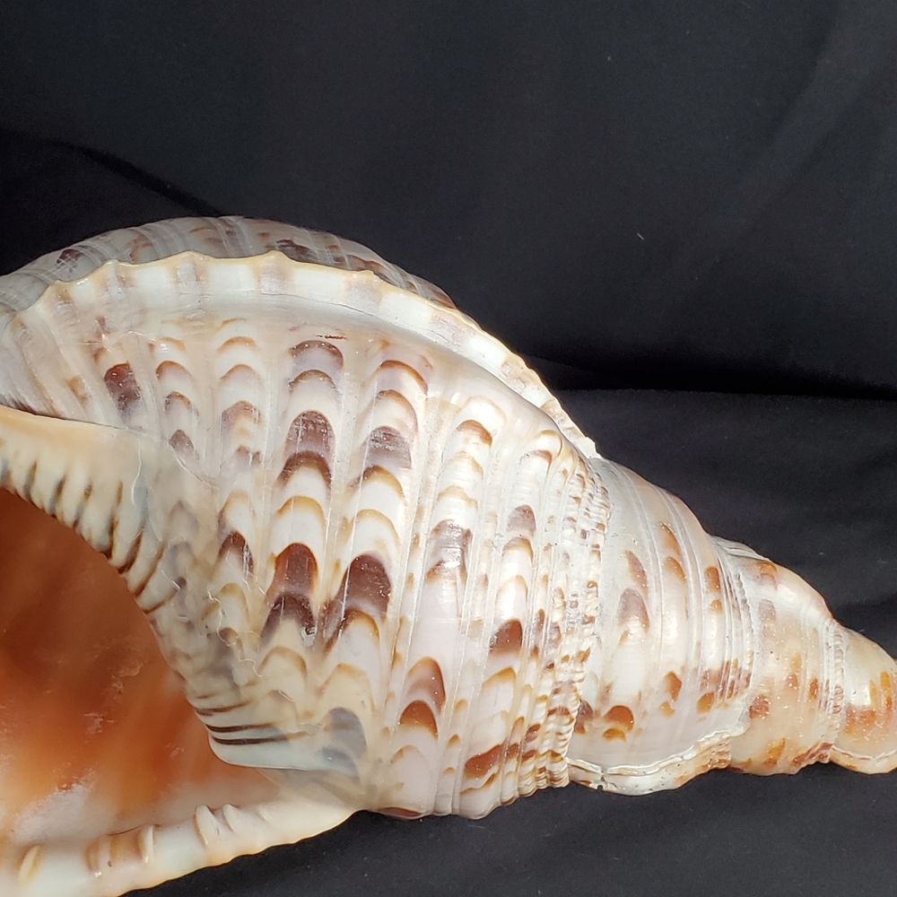 Triton's Trumpet Gaint Shell 14" - Picture 3 of 9
